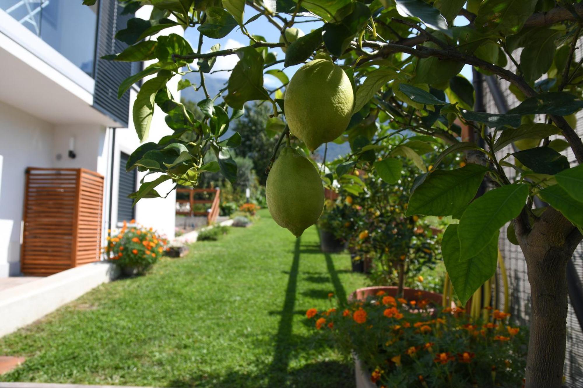 Il Giardino Dei Ciliegi Apartamento Colico Exterior foto
