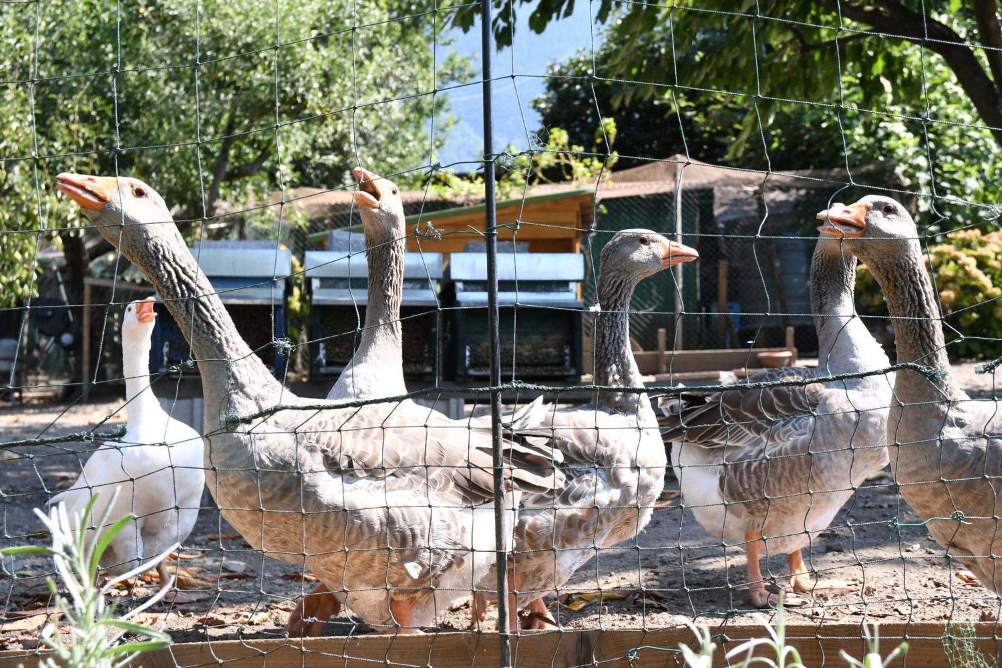 Il Giardino Dei Ciliegi Apartamento Colico Exterior foto