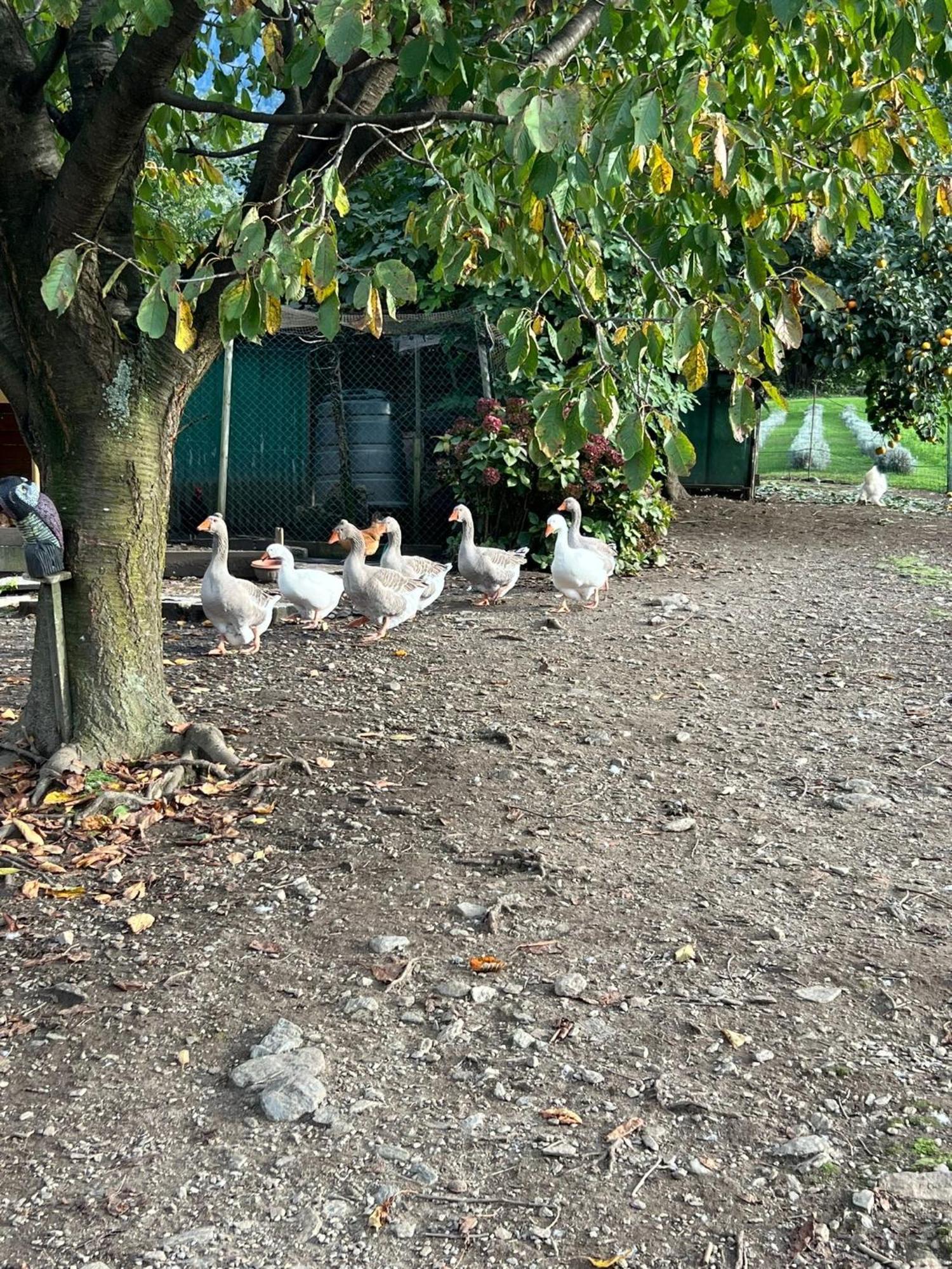 Il Giardino Dei Ciliegi Apartamento Colico Exterior foto