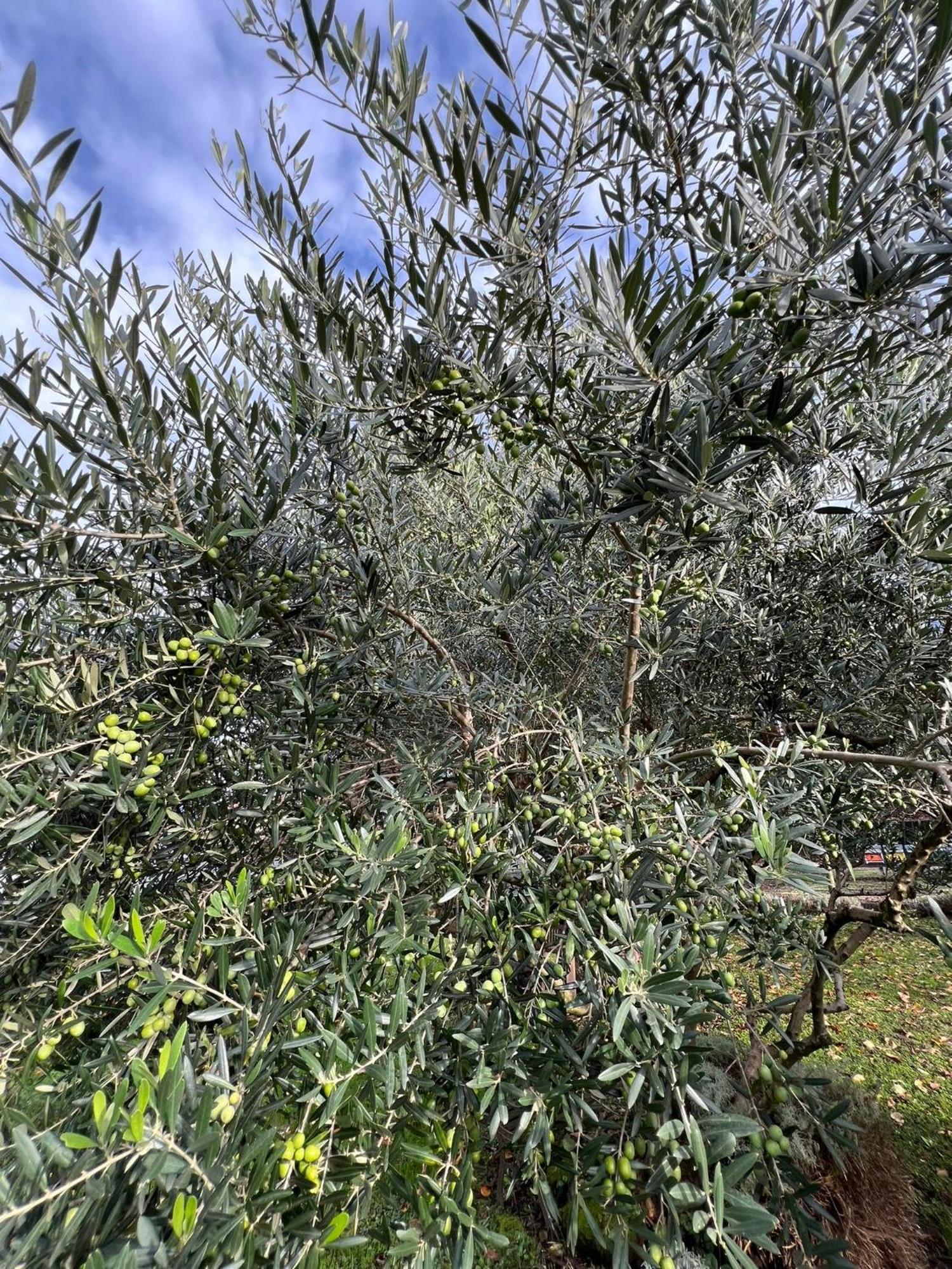 Il Giardino Dei Ciliegi Apartamento Colico Exterior foto